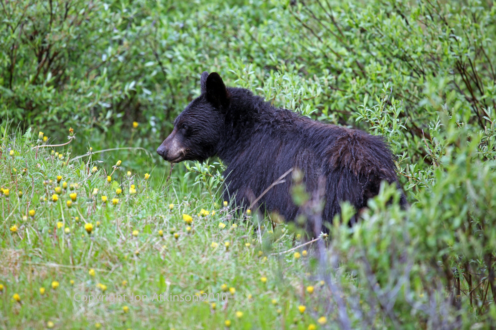 Black Bear, Jasper National Park. Groundhog